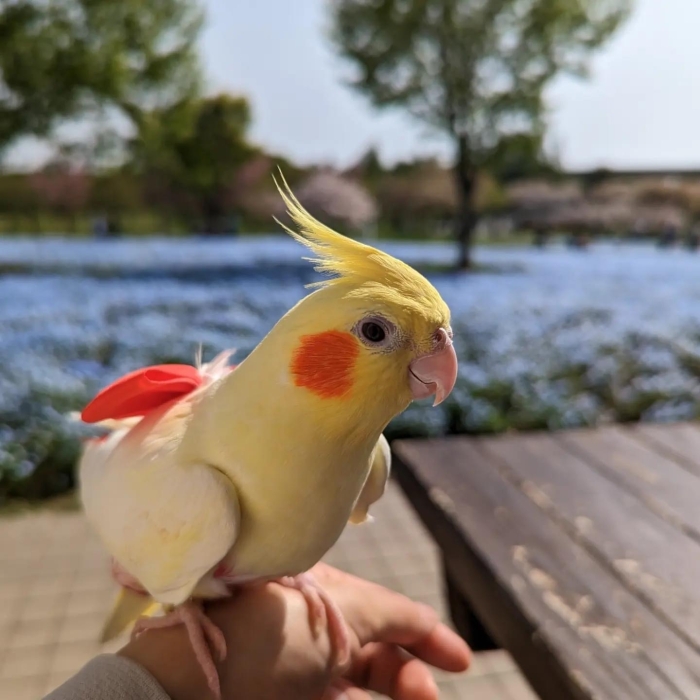 Oiseau dressé à Casablanca Maroc