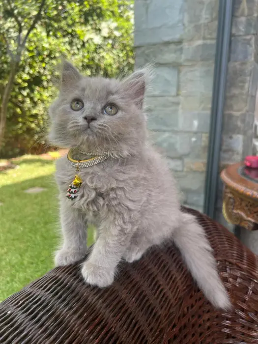 Chat british et scottish