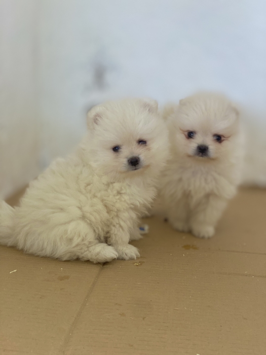 Chien SPitz Pomeranian