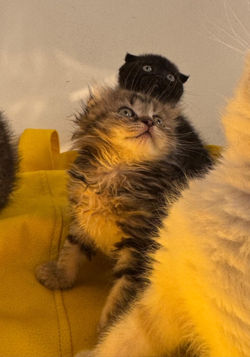 scottish fold highland