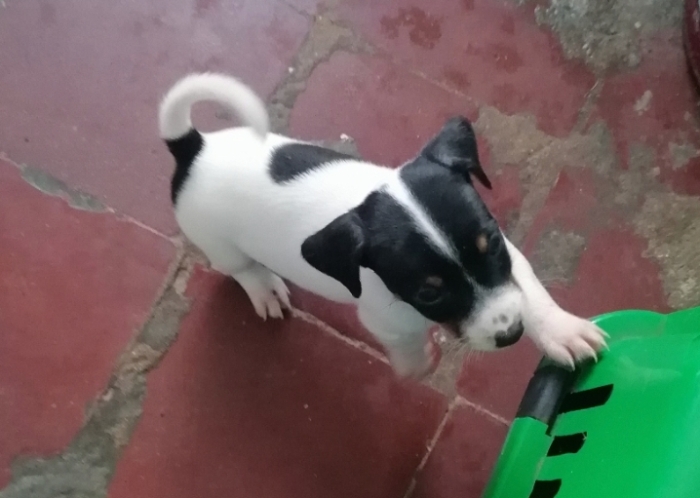 Jack Russell Terrier