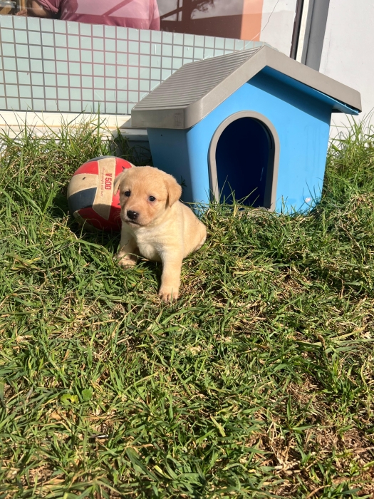 Labrador Red Fox ✨🐾