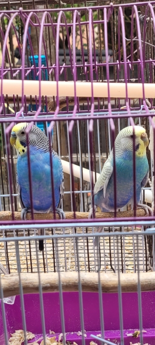 Vds perruches et diamants mandarins