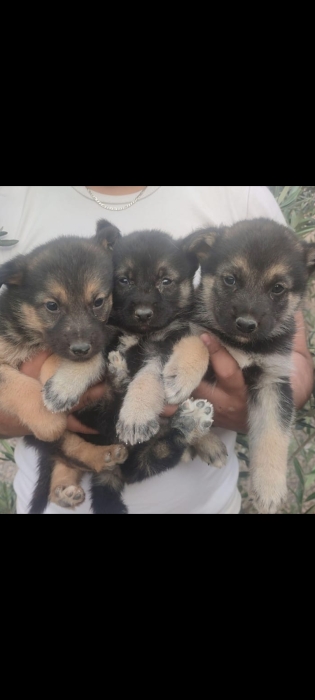 Chiot berger allemand