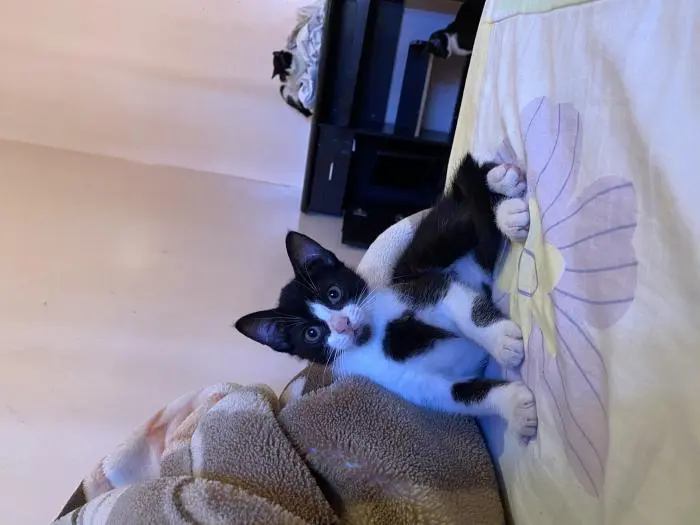 Une chat pour L’adoption gratuitement