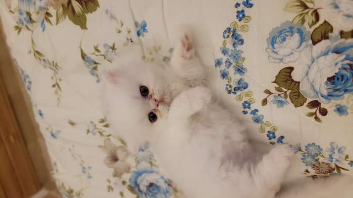 2 persan chinchilla
