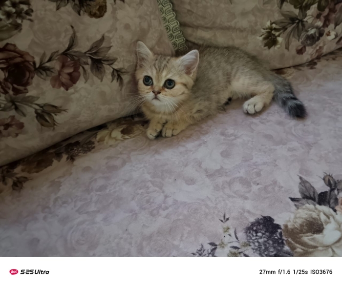 scottish fold et straight