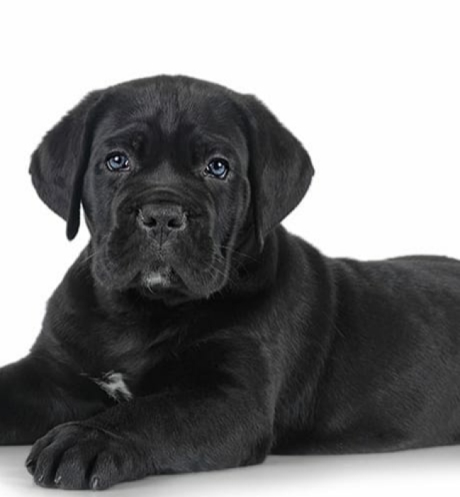 Cane Corso chiot