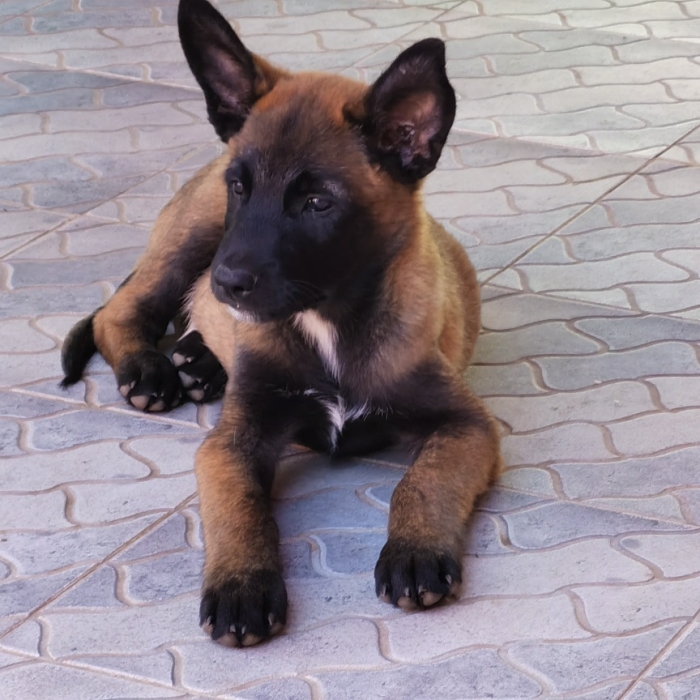 CHIOTS MALINOIS CHARBONE