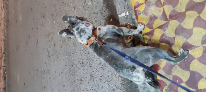 Bulldog français pour accouplement