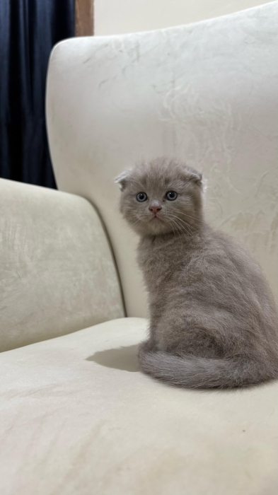 Scottish fold & british