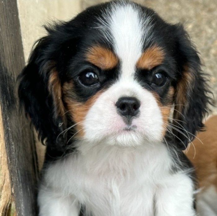 Cavalier King Charles