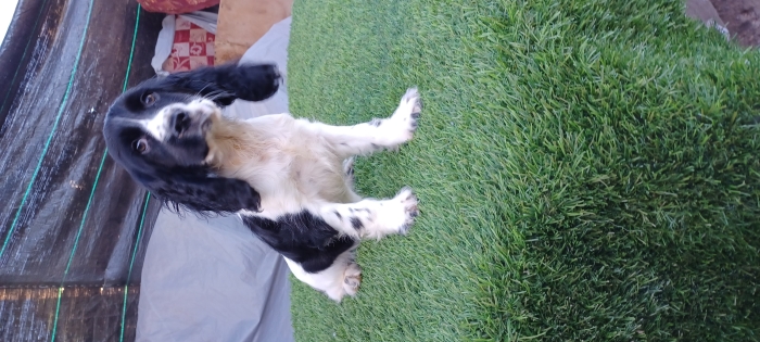 Coker spaniel anglais