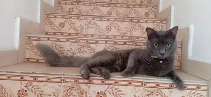 Vente bleu russe male