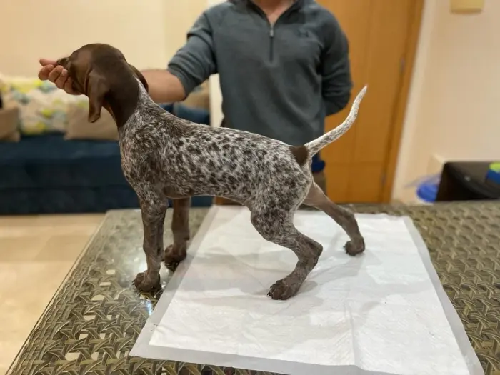 Braque allemand a vendre