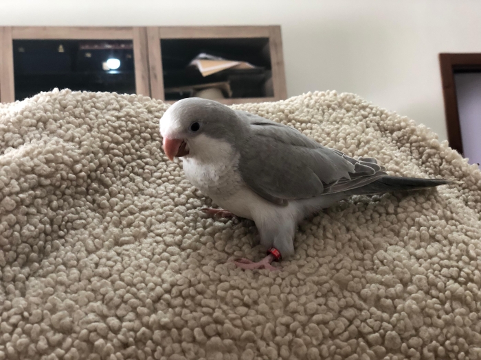 Quaker Gris Clair - Cobalt Pallid