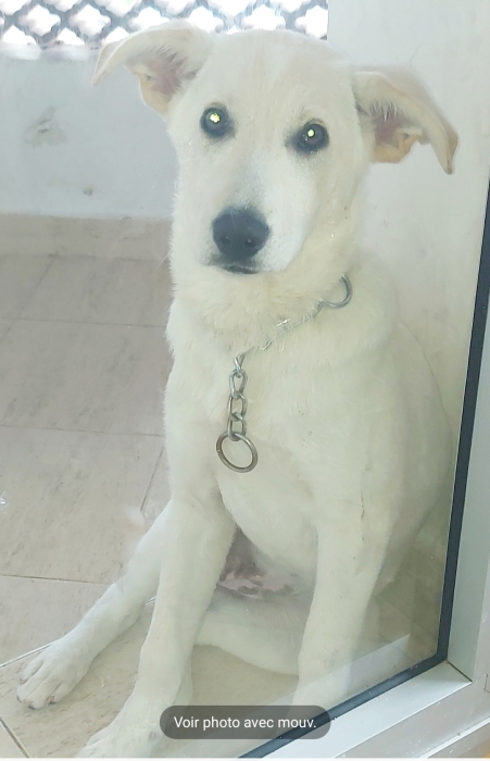 Chien labrador à vendre vacciné carnet vétérinaire