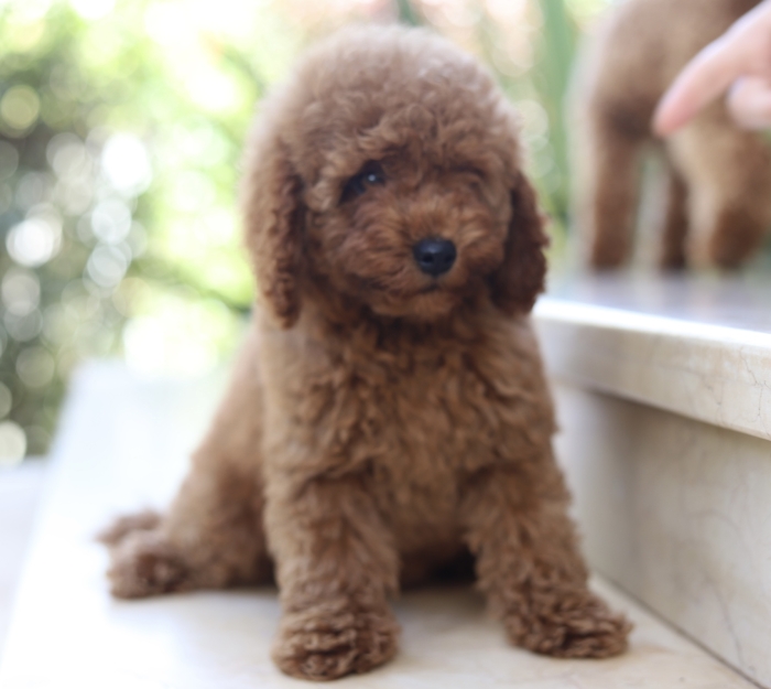 Poodles toys et nains