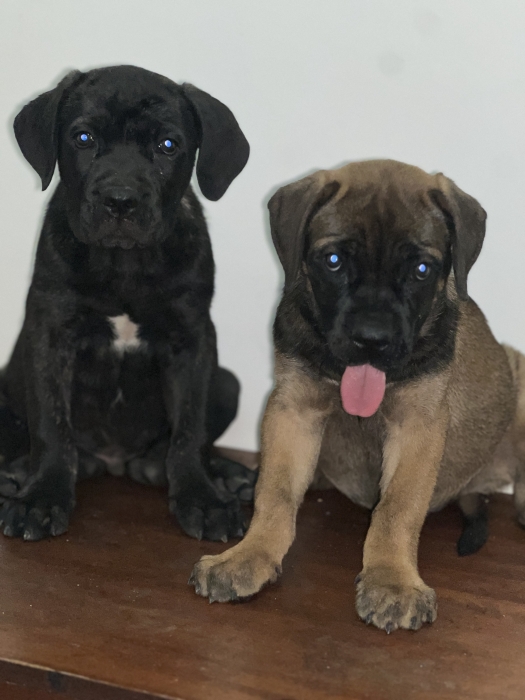 Chiots canecorso pedigree