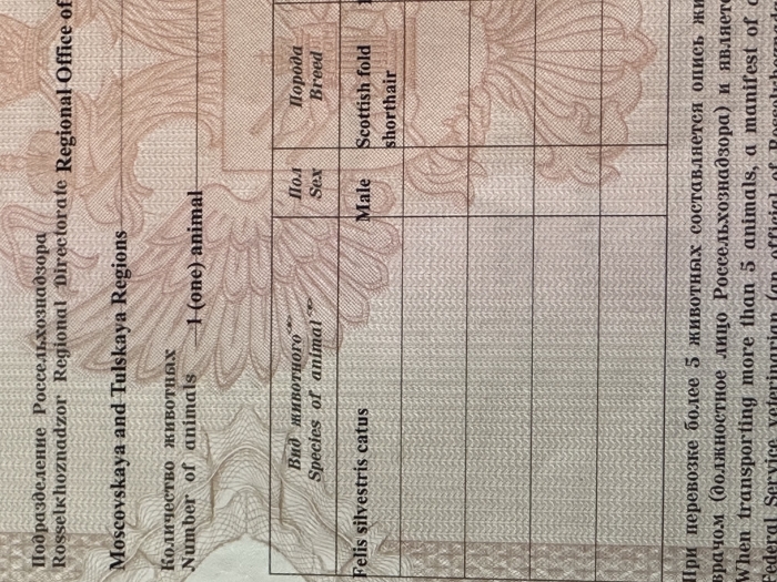 Scottish fold shorthair 10 mois