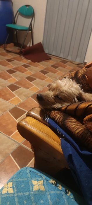 Bichon havanais a adopter