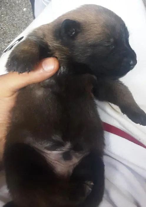 Chiot malinois