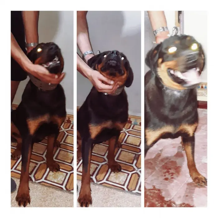 Femelle rottwailer avec carnet vaccin