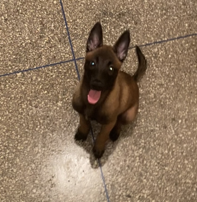 malinois charbonnier