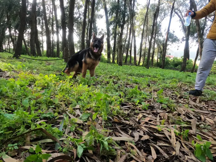 Femelle berger allemand pedigree