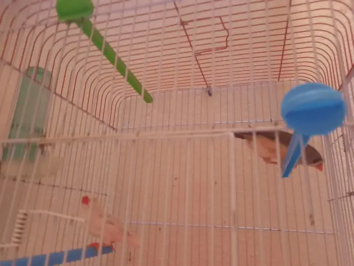 Zebra diamant mandarins femelles