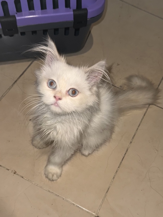 Persan shirazi avec sa cage