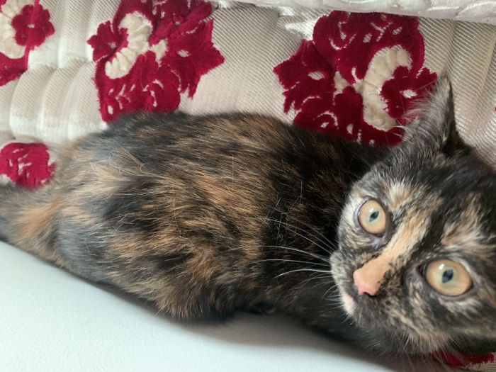 Adoption chat British mixe