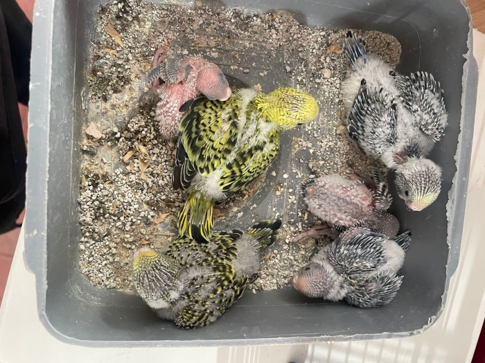 Enfant Pirouche وليدات بيروش