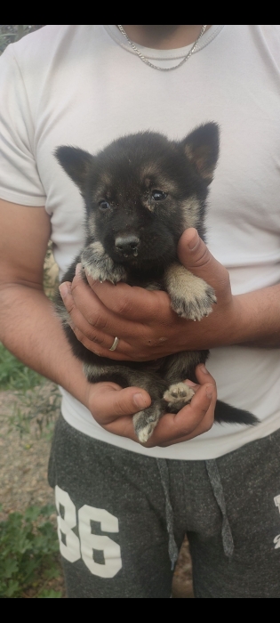 Chiot berger allemand