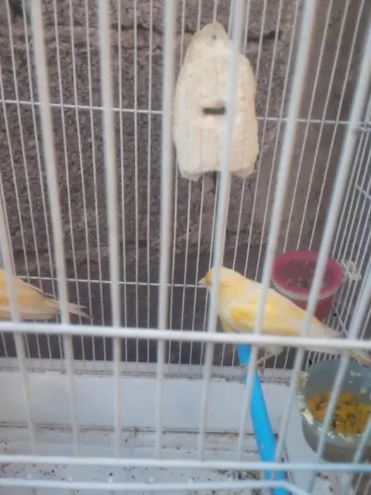 Coupla canar mozayek lahoma barik