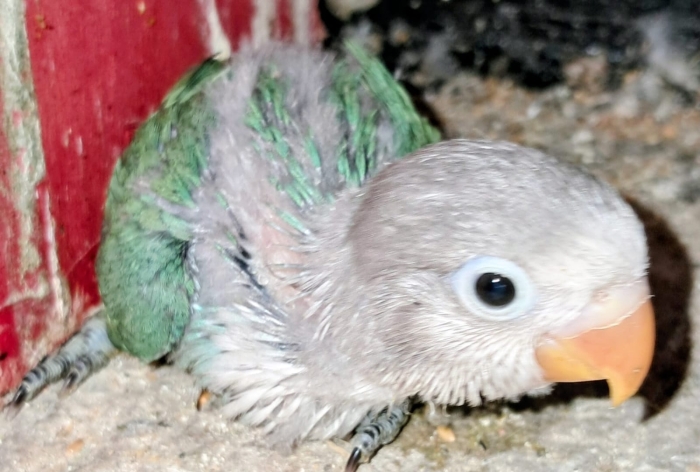 Inseparables Fisher dressage