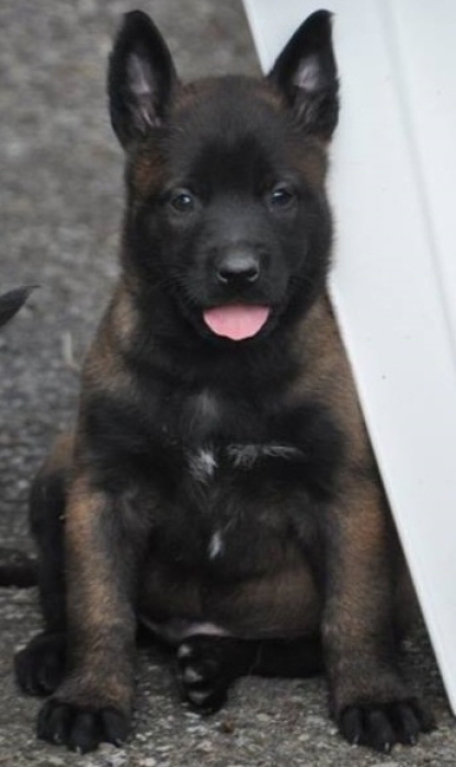 Chiot malinois charbonné 2mois
