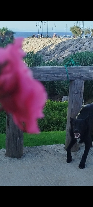 Chiot malinois mexicain noir