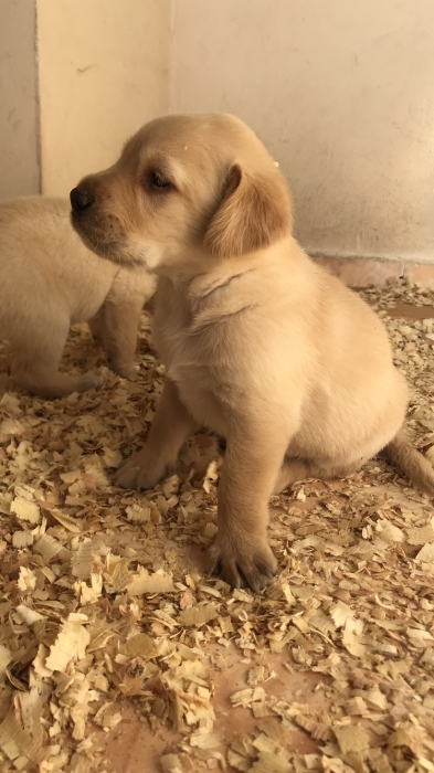 Chiot labrador