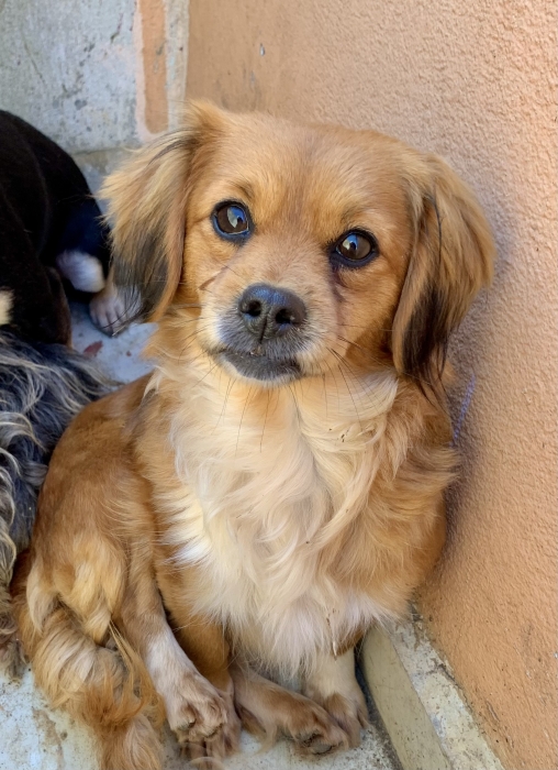 tibetan spaniel