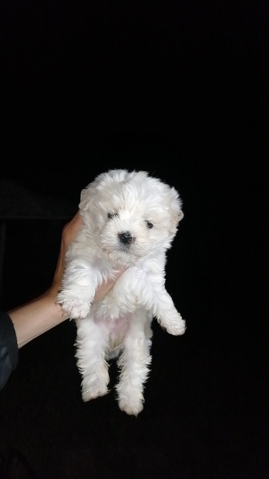Bichon Maltais