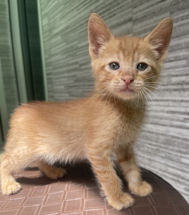 Ginger à adopter sur Casablanca