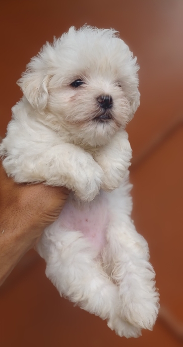 Bichon maltis nain