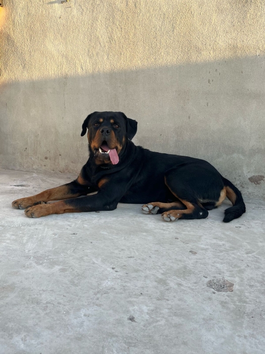 Un chien rottweiler mâle