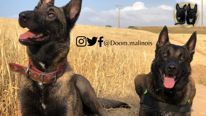 Malinois charbonne pur race