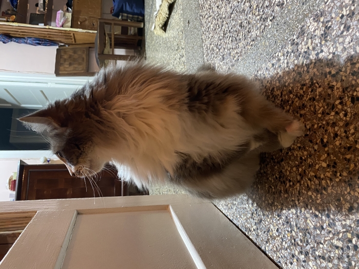 Chat Race Européenne Stérilisé