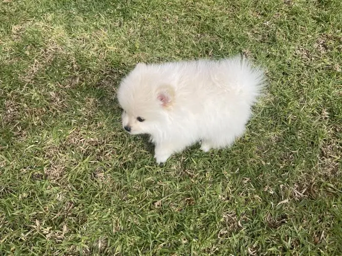 Spitz Pomeranian allemand