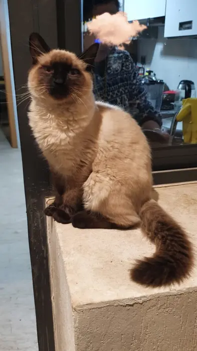 Siamois mâle race pure