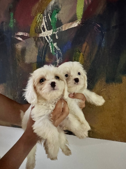 Bichon Havanais