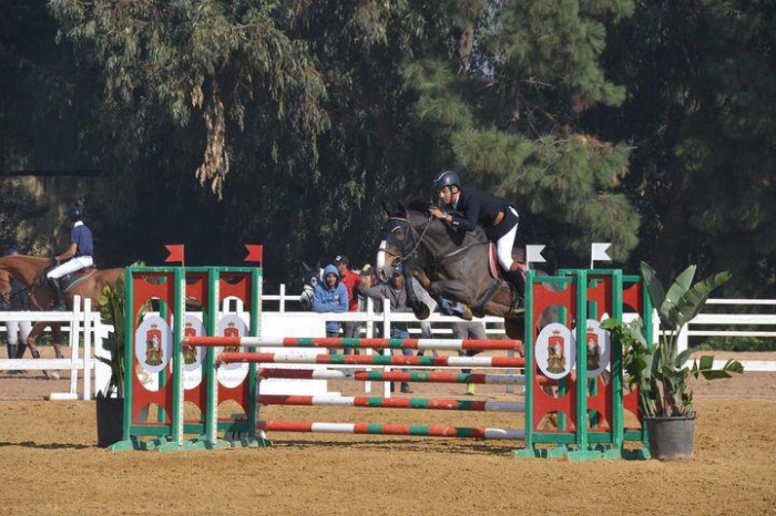 cheval selle français